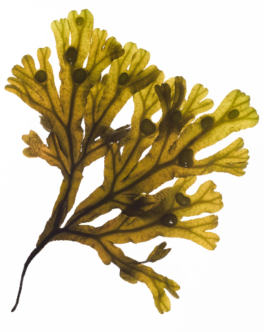 img algae